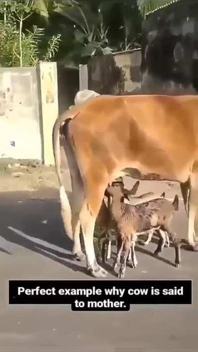GAumata