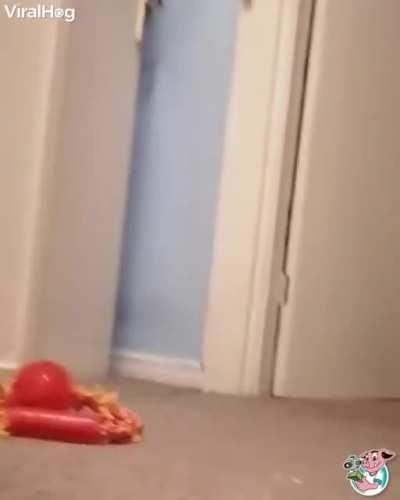 I think my dog broke