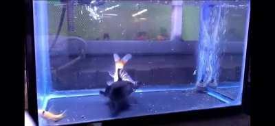 A catfish that eats prey larger than itself