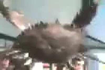 Vídeo mais incríveis do mundo!