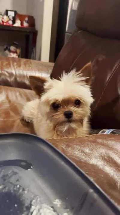 Voicing his displeasure that I won't share my dinner