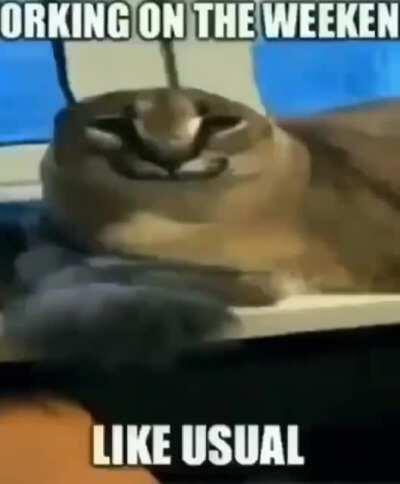 big floppas new song