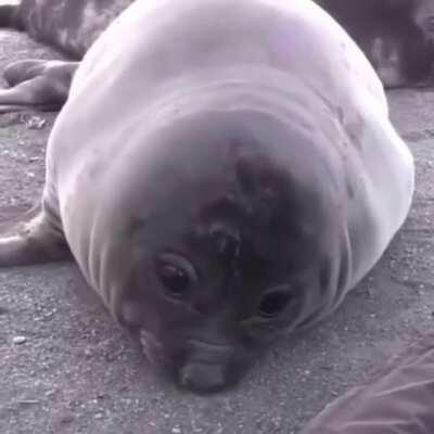 Nose si son peitos, pero la wea tierna