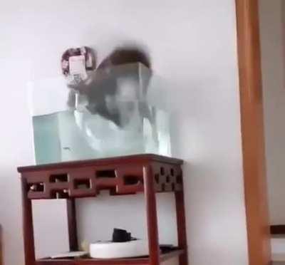 Swimming in aquarium