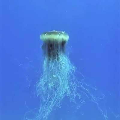 lionsmane jellyfish 😳😳