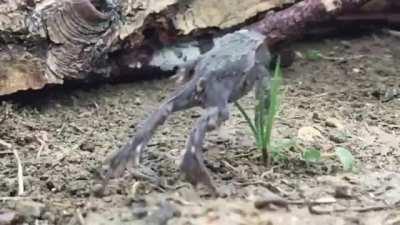 When frogs forget how to jump...