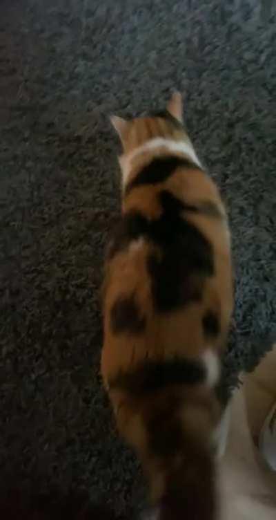 Taquito rolls on her back when she wants attention