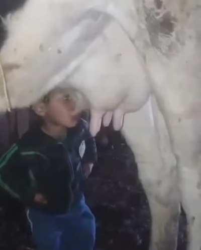 Drinking milk directly from cow tit