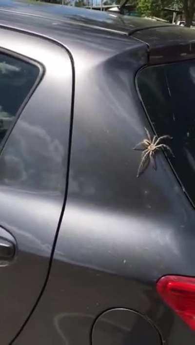 An unlikely hero swoops in to save a woman from a huge spider