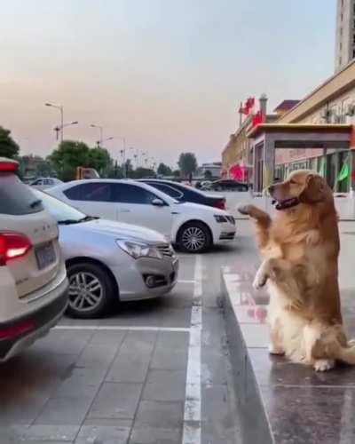 We all want a dog like that