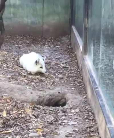 Что за писец!