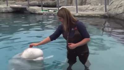 Beluga Whales don’t have vocal chords
