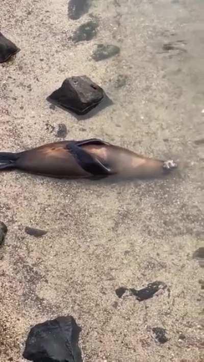 🔥 Seal taking a nap