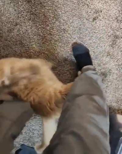 I left him for a few days on a work trip once and now he attacks me every morning before I go to work