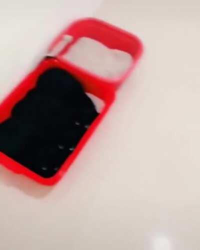 Black cats are the best cats