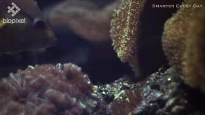 The Slingjaw Wrasse can protrude its jaws up to 65% the length of its head to catch its prey