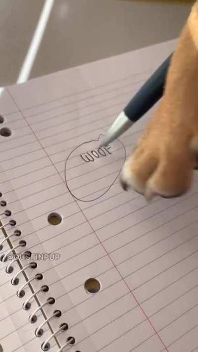 I recreated The Office intro with my dogs - let me know what you think!