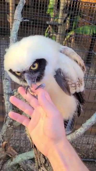 Saphira our Spectacled Owl preening me 🥰🥰🥰 she's about to start her ontogenetic color change into adult plumage!