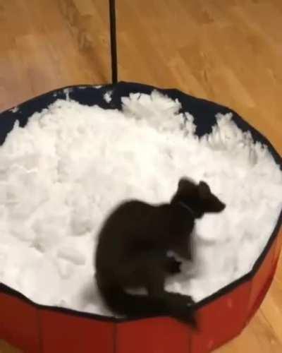 Sable going crazy for snow