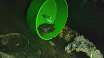 Deimos still gets his steps in every day after dinner.