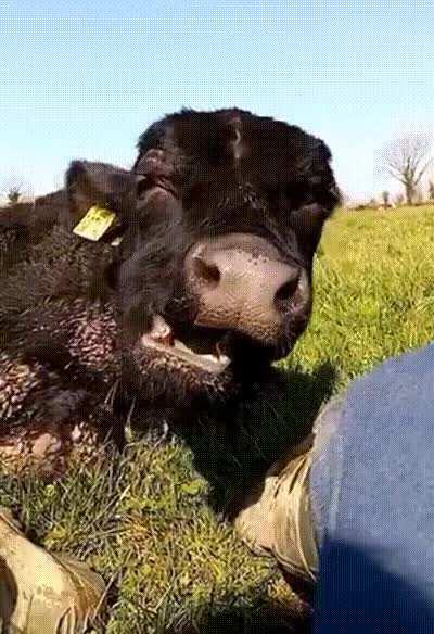 Cattle look really funny when they yawn