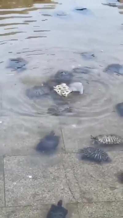 We got your back bro...🐢