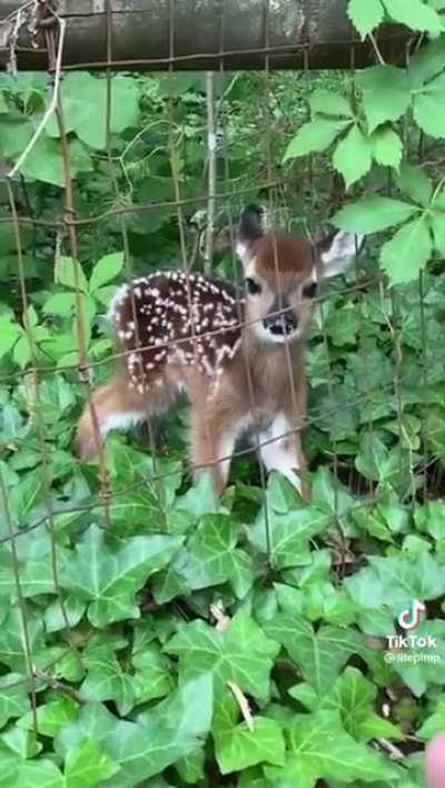 Cute baby deer....!❤️