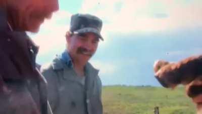 How sheep are castrated