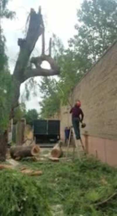 WCGW cutting this tree