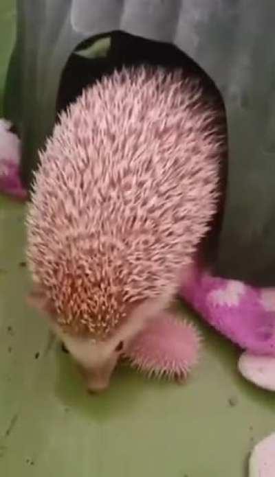 Momma Hedgehog with her Pink Kush Balls