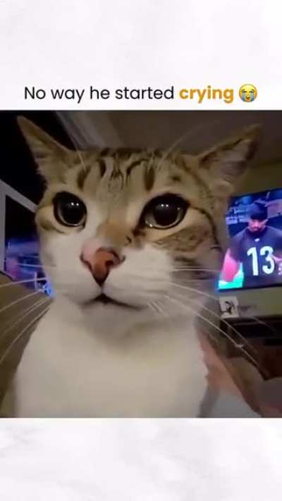 HOW COULD YOU THE CAT?