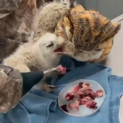 Feeding an Orphaned Owl