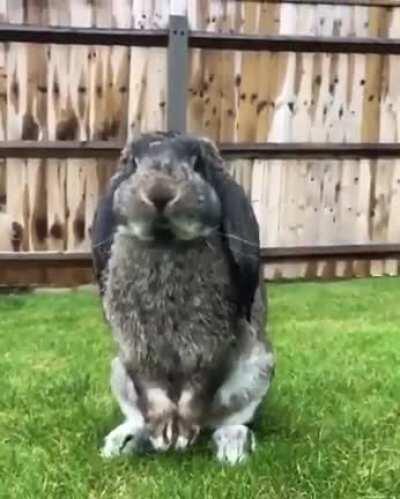 Shake ur bunny tail🥰