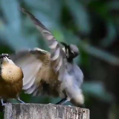 Как подкатить к самочке