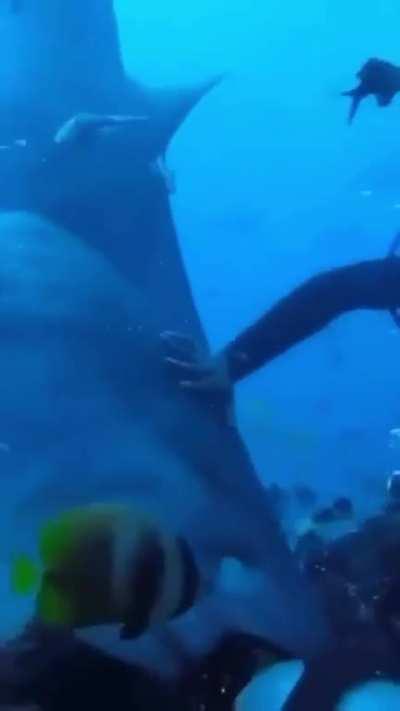 Forgot to gently nudge the sharks nose away...