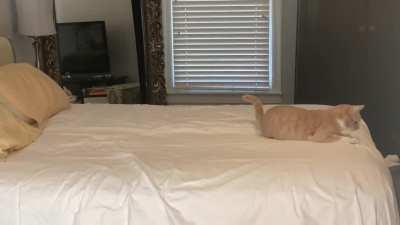 Oh dear. Looks like my bed may be infested with them!