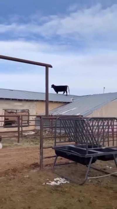 Just a cow on a roof.