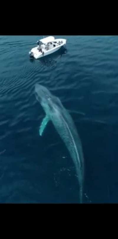 🔥 Blue Whale approaching a boat 🔥