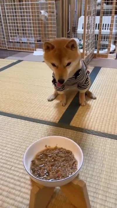 Shiba Inu doing the happy dance before enjoying the meal.