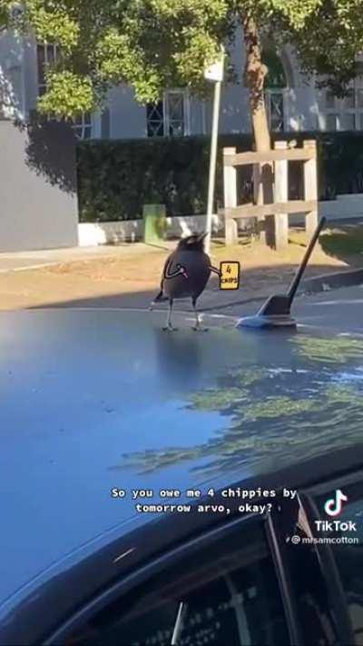 A funny bird with arms