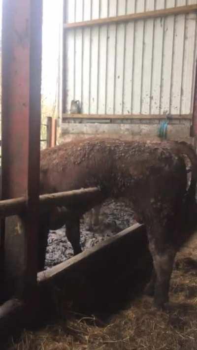 This bull literally always does this