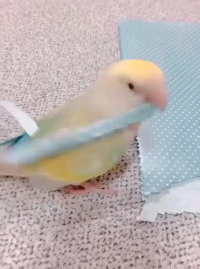 This parrot making its own extension!