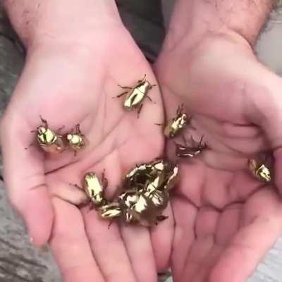 🔥 Golden Tortoise Beetle