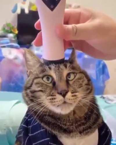 That's the spot hooman!