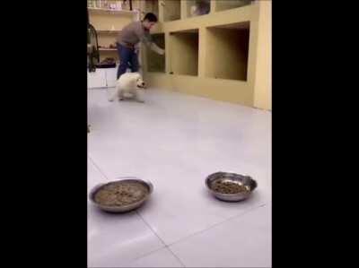 Apes on Monday after waiting all weekend