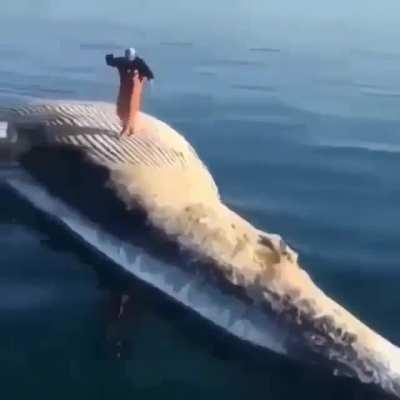 Rule (I just wanted to save this video)