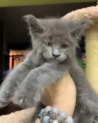 For those who wanted it with sound. Maine Coon 