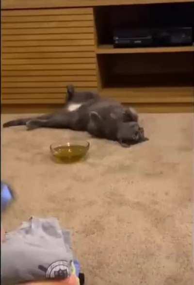 Kitten gets high on “cat nip tea”