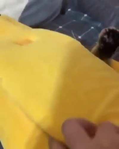 He really likes his new bed