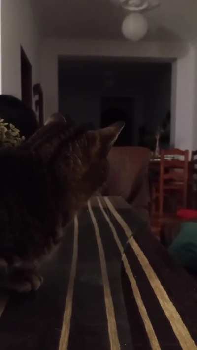 ¿What The Fregucky Doing? Part 3